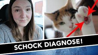 SCHOCK Diagnose beim Tierarzt • Plasmazelluläre Pododermatitis • Vlog • Sabrina Andexer [upl. by Jan958]