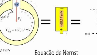 Biofisica de Membranas  Aula 17  Bioeletrogenese  Parte 2 [upl. by Anirat]