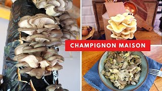 Comment faire pousser des champignons 🍄 à la maison pleurote [upl. by Tamsky309]