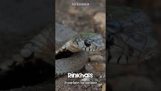 Juvenile Rinkhals Highly Venomous  Wildlife Short [upl. by Asselem]