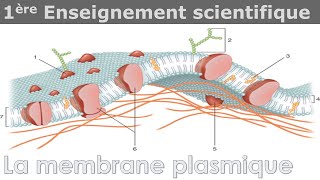 La membrane plasmique  Enseignement scientifique  1ère [upl. by Jadda]