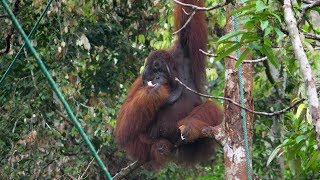 2 Borneo  Hoogtepunten van Maleisië [upl. by Chlo310]