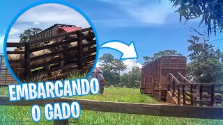 EMBARCANDO 100 GADO NELORE 🐂🚛 [upl. by Etnwahs357]