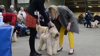 Terriers takeover at Staffordshire County Showground show [upl. by Aniri430]