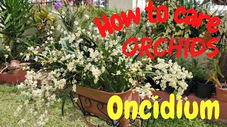 How to care for Oncidium orchids  Orchid care for beginners [upl. by Skipp]