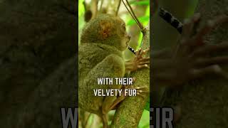 🌟 Meet the Tarsier The Adorably BigEyed Primate 🐒 [upl. by Ailedroc]