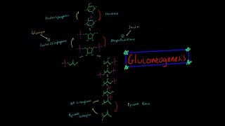 Gluconeogenesis EVERYTHING YOU NEED TO KNOW BIOCHEMISTRY MCAT [upl. by Notselrahc351]