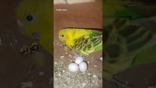 Budgies breeding progress  Budgies progress  Budgies  Budgies Breeding Setup  Love Birds shorts [upl. by Ydnec58]