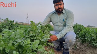 Shriram Bioseed Ruchi धनिया [upl. by Butch]