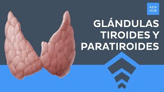 Glándulas tiroides y paratiroides Anatomía histología y hormonas  Anatomía Humana  Kenhub [upl. by Nnaacissej]