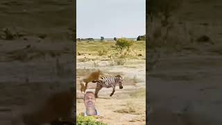 wildlife wildanimals lion zeba wildlifefight trending wildsafari tigerattackrdhunting [upl. by Nyrmak]