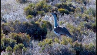 Australian Bustard Encounter [upl. by Anabelle]