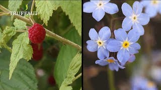 Comment planter un framboisier au jardin   Truffaut [upl. by Mcallister]