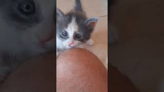 Gatitos trepadores 😂😂 funny funnycatsvideo [upl. by Onitsirc]