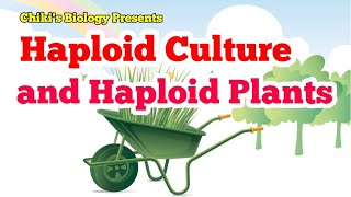 Haploid Culture  Plant Biotechnology  Plant Tissue Culture  Detailed lecturBy Chikis Biology [upl. by Maje807]