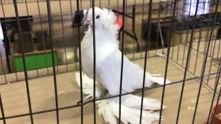 Giant Hungarian House Pigeon Rhinebeck Pigeon Show [upl. by Nobile958]