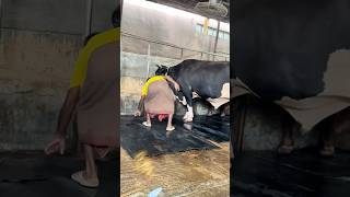 Workers Fix The Giant cow Mats After Cleaning The Farm Every Day  Cattle Farming 2024 [upl. by Nadabb475]