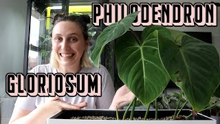 Philodendron Gloriosum Care 🪴 Tips amp Tricks [upl. by Amsab]