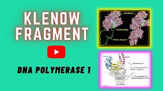 Klenow Fragment  DNA Polymerase I  Genesis Academy [upl. by Zerla]