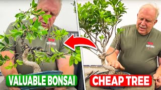 How to increase the value of your Ficus bonsai [upl. by Zsa Zsa]