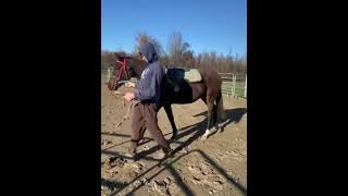 Getting the Babies Saddled up horseracing [upl. by Greenberg165]