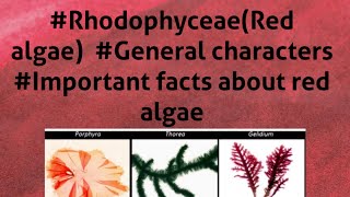 B Sc 1st year RhodophyceaeRed algae General features Important facts about red algae [upl. by Aitra]