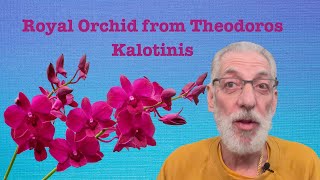 Royal Orchid from Theodoros Kalotinis  JaysBeardcom [upl. by Mac]