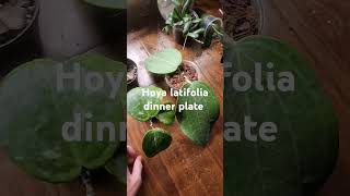 Hoya Latifolia Snow Queen VS Hoya Latifolia Dinner Plate hoya houseplants [upl. by Fortier991]