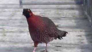 Lateral display by male Satyr tragopan [upl. by Greggory127]