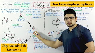 Life Cycle of Bacteriophage  Lytic and lysogenic cycle [upl. by Viguerie]