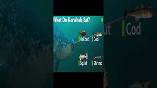 Interesting facts about Narwhals  AnimalsAndPets [upl. by Gallagher820]