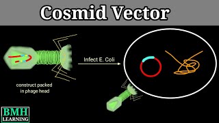 Cosmid Vector  Cosmid As Cloning Vector [upl. by Veradi]