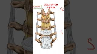 LIGAMENTUM flavum Vertebral column BIOMECHANICS [upl. by Lienaj]