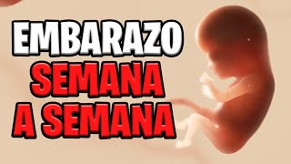 🤰 EMBARAZO SEMANA A SEMANA 📅 ANIMACIÓN en 3D ✅ [upl. by Swanhildas750]