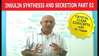 Insulin Synthesis and Secretion  Part 24💉 [upl. by Sherline]