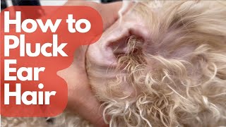 HOW TO PLUCK DOG EAR HAIR [upl. by Animrelliug596]