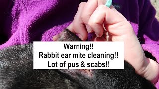 How to treat ear mites naturally  The grossest video I have made [upl. by Gerhardine]