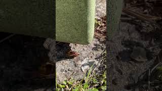 Headless hornet still goingTis but a scratch hornet asmr beekeeping farming varroa [upl. by Ostler998]