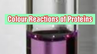 Colour Reactions of Proteins Biochemistry [upl. by Karyn304]