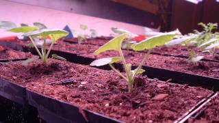 Geranium timelapse [upl. by Lindi]