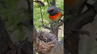 Tiny Titan Small Minivet Birds Courageous Act shorts [upl. by Neerhtak514]