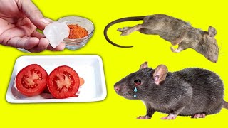 How To Kill Rats Within 30 minutes  Home Remedy  Magic Ingredient  Just My Remedy [upl. by Quint428]