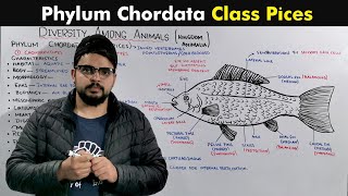 Class Pices Of Phylum Chordata [upl. by Begga]