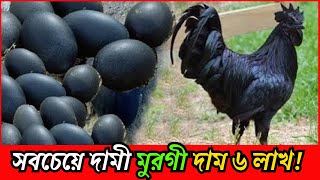 পৃথিবীর সবচেয়ে দামি মুরগি  আয়াম সিমানি  Why Ayam Cemani Is So Expensive [upl. by Ahtamas]