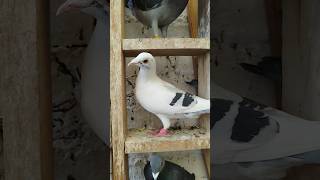 Beautiful color pigeon pigeon pigeonracing colombofilia birds palomasmensajeras pigeonlover [upl. by Nedmac]