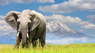 El Elefante  Sobreviviendo en la naturaleza  Documental [upl. by Nealson899]