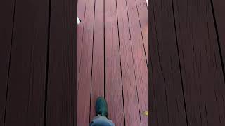 First coat of stain not looking too bad so far 💯👍 diy video project working staining deck 💯😎 [upl. by Aicittel]