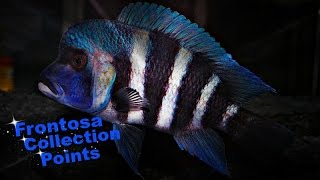 How To Identify Cyphotilapia Frontosa  African Cichlids  Lake Tanganyika [upl. by Alfred]