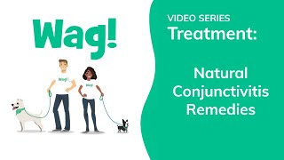 Natural Conjunctivitis Remedies in Dogs  Wag [upl. by Nievelt]