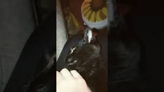 My demonic cat 🐈‍⬛ love cat blackkitten [upl. by Ttelrats]